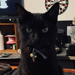 Meet your Posher, Rani